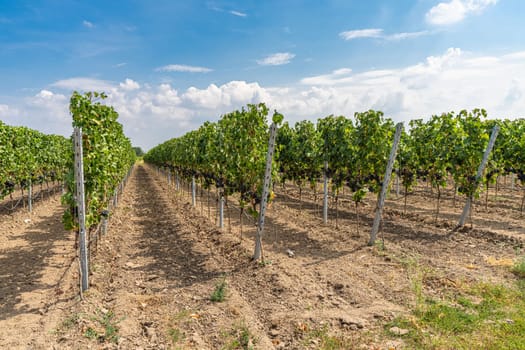 Vines with blue grapes on the Moselle - Perfect for wine lovers and nature photography