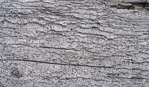 Texture - old weathered grey wood from the sea with many wormholes