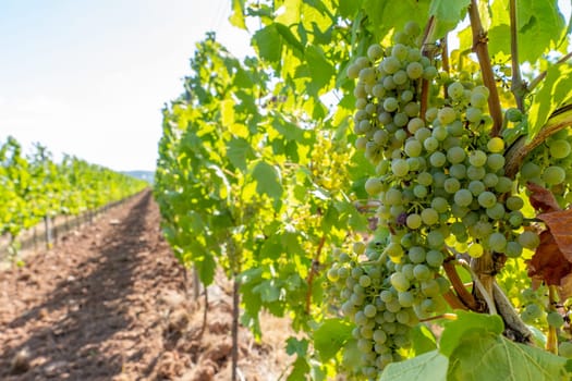 Close-up of green grapes on vines on the Moselle - Perfect for wine lovers and nature photography
