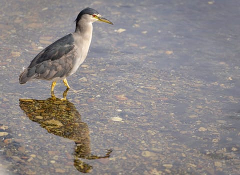 Night heron (Nycticorax nycticorax) standing in shallow water in the Falkland Islands
