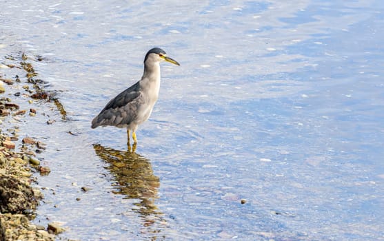Night heron (Nycticorax nycticorax) standing in shallow water in the Falkland Islands