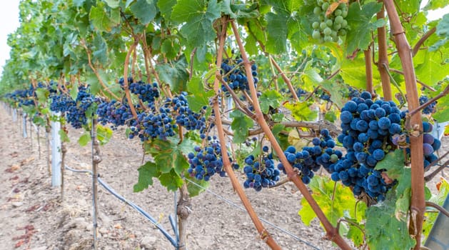 Close-up of blue grapes on vines on the Moselle - Perfect for wine lovers and nature photography