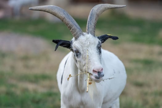 white goat - Goat - with horns photographed frontally from the front