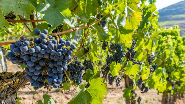 Close-up of blue grapes on vines on the Moselle - Perfect for wine lovers and nature photography