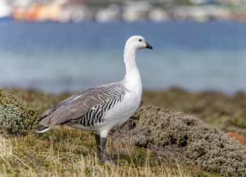 Kelp Goose (Chloephaga hybrida) (also called Brent Goose) photographed on the Falkland Islands