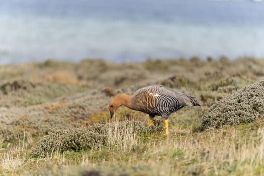 Kelp Goose (Chloephaga hybrida) (also called Brent Goose) photographed on the Falkland Islands