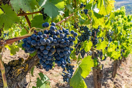 Close-up of blue grapes on vines on the Moselle - Perfect for wine lovers and nature photography