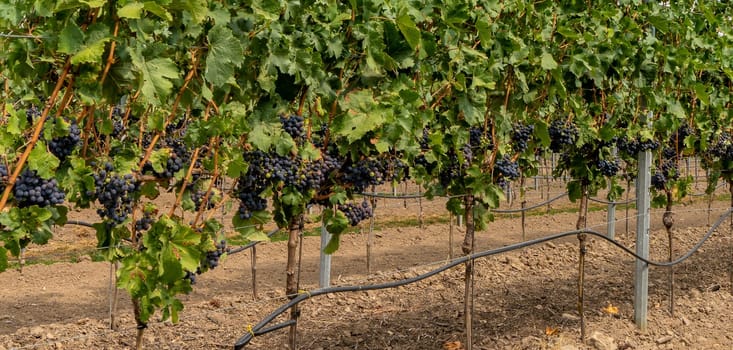 Close-up of blue grapes on vines on the Moselle - Perfect for wine lovers and nature photography