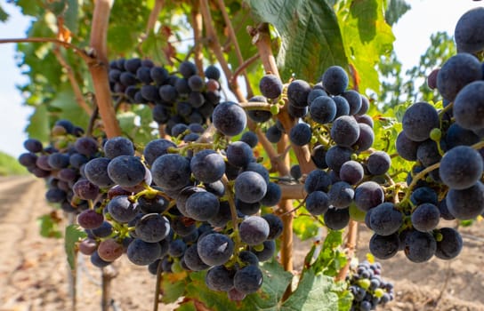 Close-up of blue grapes on vines on the Moselle - Perfect for wine lovers and nature photography