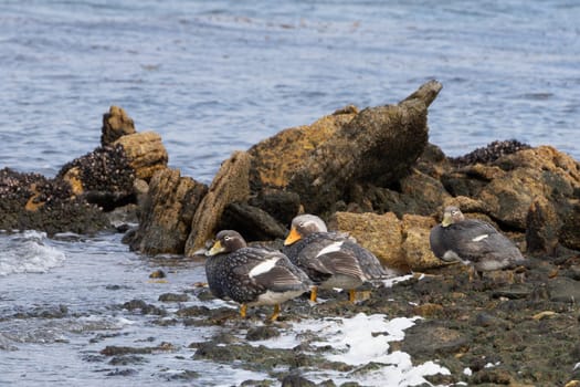Flightless Falkland Steamer Ducks (Tachyeres brachypterus) in the Falkland Islands