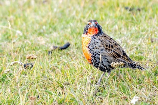 pretty, small long-tailed soldier blackbird (Sturnella loyca falcklandii) photographed on the Falkland Islands - standing on a green meadow on the ground