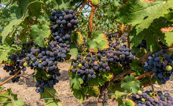 Close-up of blue grapes on vines on the Moselle - Perfect for wine lovers and nature photography