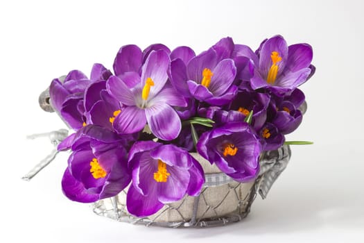 crocus flowers in a basket on white background