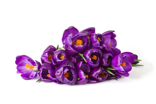 crocus flowers isolated on white background