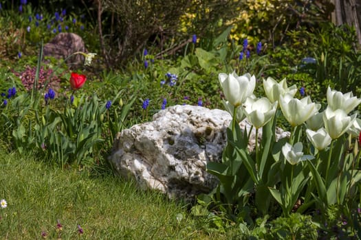 spring flowers in the garden - narcissus, tulips, hyacinth flowers