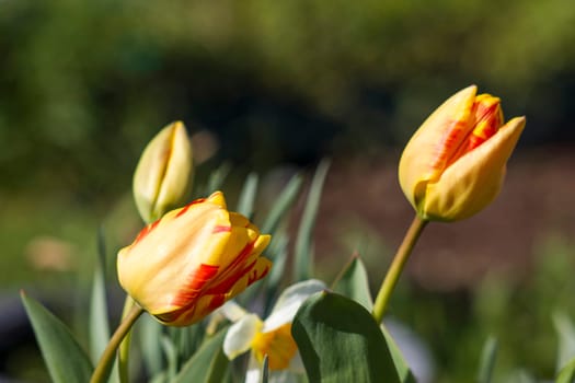 spring flowers in the garden - tulips and narcissus - soft focus
