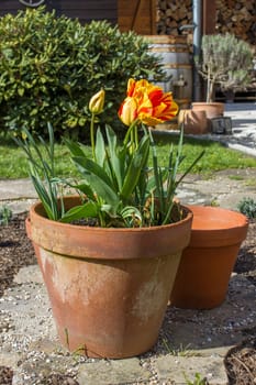 tulips in a clay pot, springtime