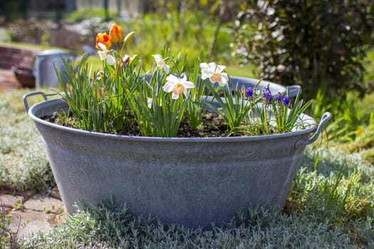 Rustic tin tub with flowers - tulips, hyacinth and narcissus - springtime