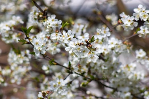 Blossom cherry tree - spring tree - soft focus