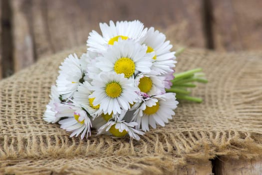 daisies on wooden background - close up