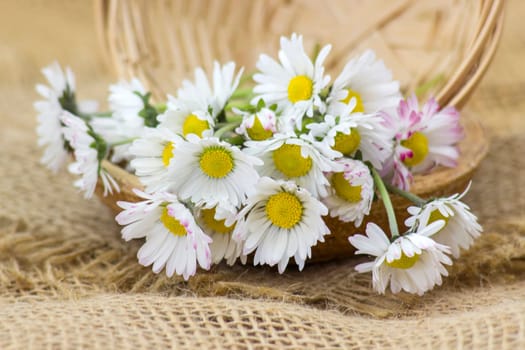 bunch of daisies - close up - soft focus