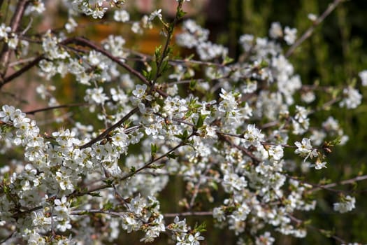 Blossom cherry tree - spring tree - soft focus
