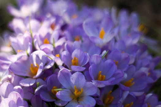 crocus flowers in the garden -  spring flowers - close up