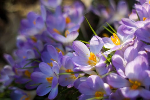 crocus flowers in the garden -  spring flowers - close up