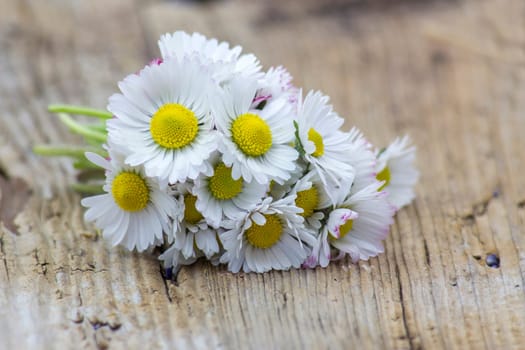 daisies on wooden background - close up
