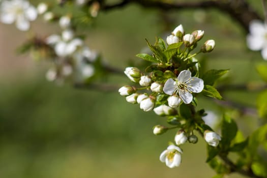 Blossom cherry tree - spring tree - soft focus