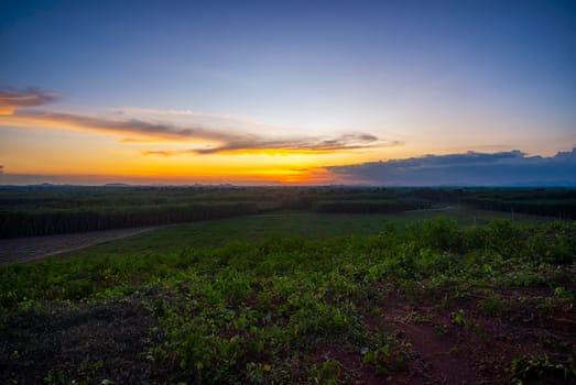 Rubber plantation farming area in the south of Thailand, Latex rubber, Para rubber tree garden