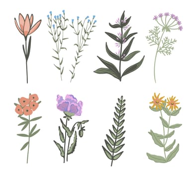 Sketch of wildflowers and twigs. Wild plants isolated objects.