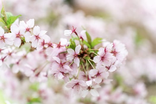 Shallow depth of field on a flowering branch of Japanese cherry or sakura Prunus nipponica Miyabe M.Hiroe Brilliant during flowering in April.