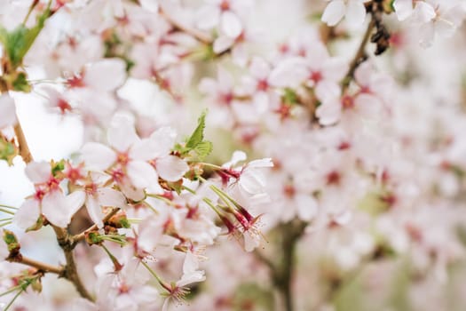 Selective focus on the abundantly blooming Japanese cherry Prunus nipponica Miyabe M.Hiroe Brilliant in April.