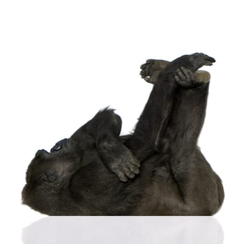 Young Silverback Gorilla in front of a white background