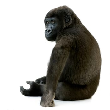 Young Silverback Gorilla in front of a white background