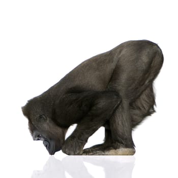 Young Silverback Gorilla in front of a white background