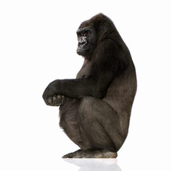 Young Silverback Gorilla in front of a white background