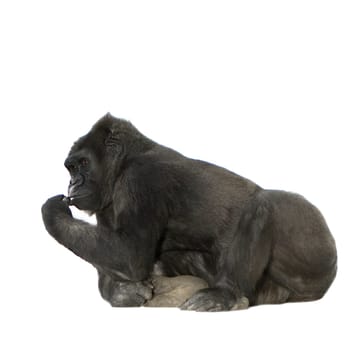 Young Silverback Gorilla in front of a white background