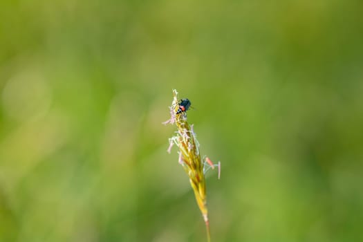 Two-spot wart beetle ( Malachius bipustulatus ) on a plant in green nature