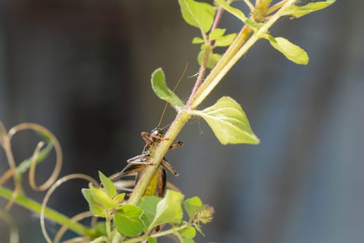 Common bush cricket ( Pholidoptera griseoaptera ) from below with yellow belly on a plant