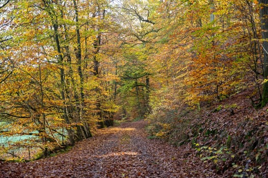 A dirt road through a forest in autumn