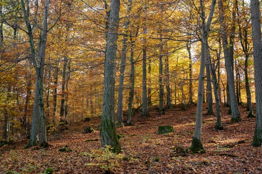 Trees in the forest in autumn with lots of fallen leaves