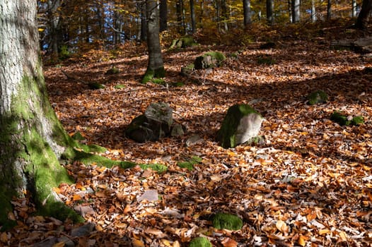 Trees in the forest in autumn with lots of fallen leaves