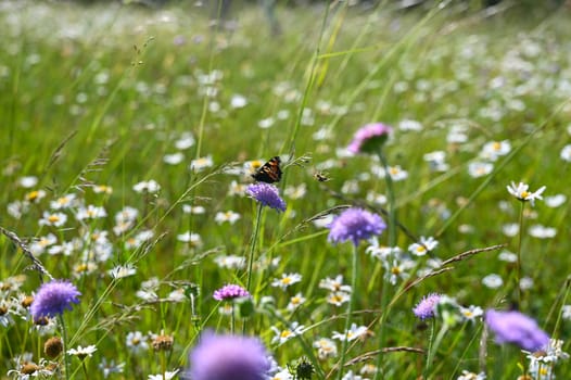 Green summer meadow with white and purple flowers and a butterfly
