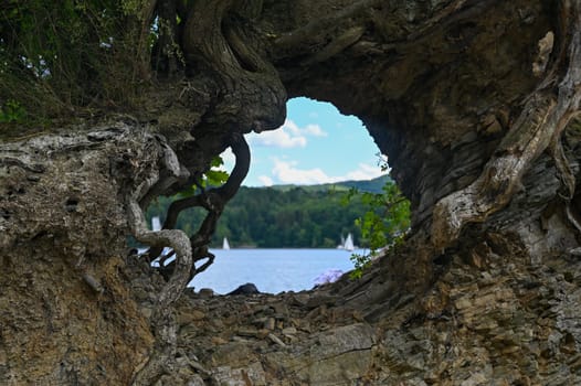Roots of a tree with an opening and a view of the Edersee, Hesse, Germany