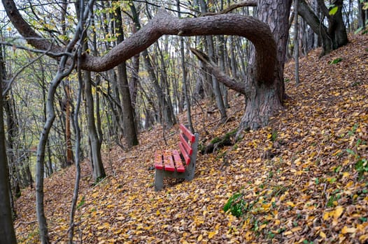A red bench in the autumn forest under an old gnarled tree on a steep slope
