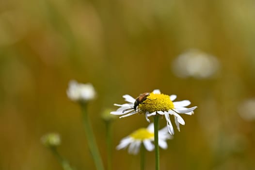 A red-necked beetle (Stictoleptura rubra) with lots of pollen on the body, on a white yellow flower in nature