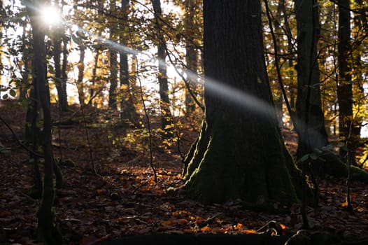 Bright sun shines through trees in the forest in autumn