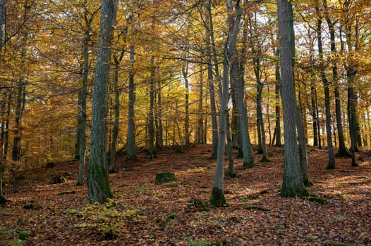 Trees in the forest in autumn with lots of fallen leaves